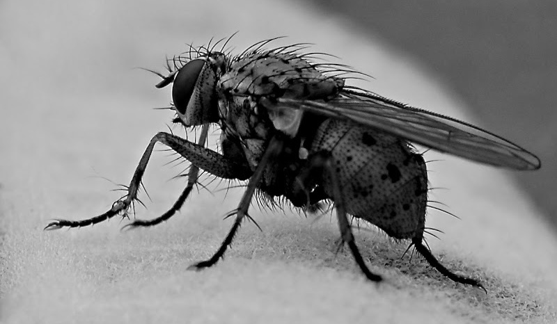 Бачити чорних мух уві сні: тлумачення по соннику