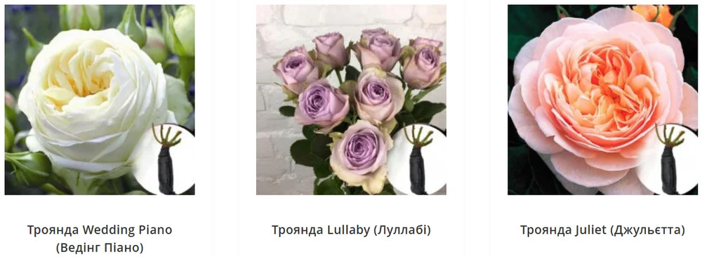 Саджанці троянд від Matla Flowers: від вибору сорту до першого цвітіння