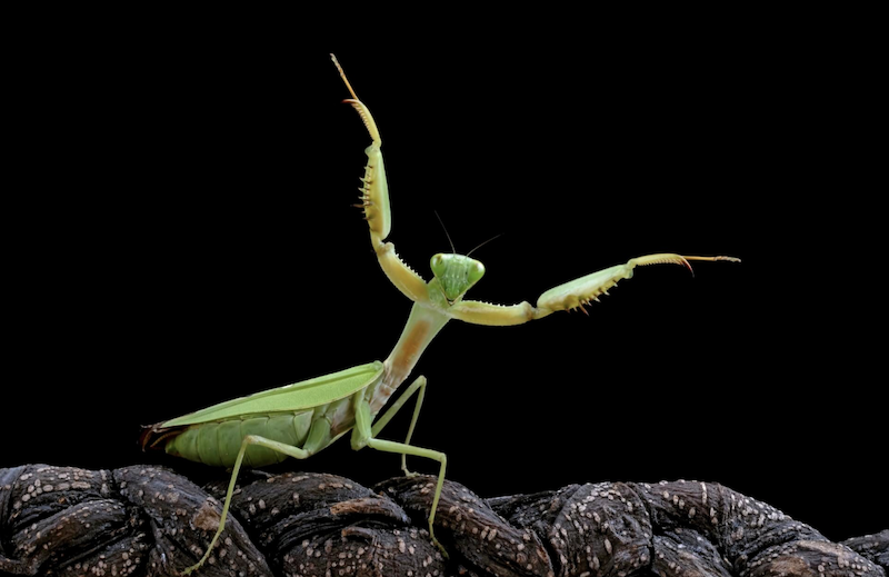 Що їсть богомол: раціон у природі та домашніх умовах